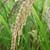 مروری بر روشهای استخراج روغن از برنج