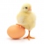 آنفلوانزا با خوردن مرغ و تخم مرغ منتقل نمی‌شود