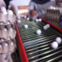 کانوایر انتقال تخم مرغ